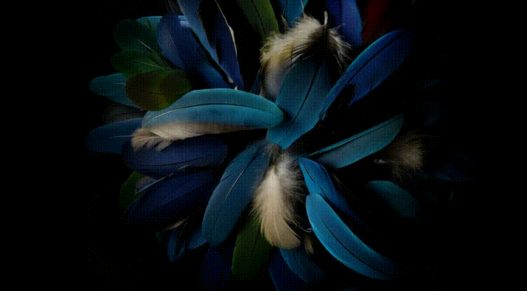 Feather animation